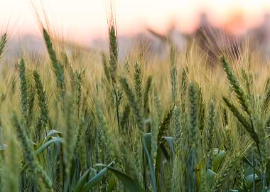 Wheat Field at Sunset