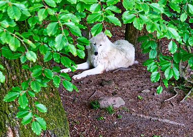 White wolf resting in forest