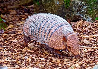 Armadillo on a bed of wood chips
