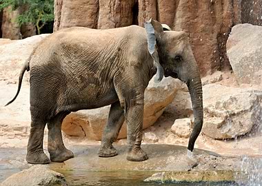 Elephant drinking water