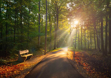 Sunlit Forest Path with Bench