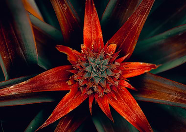 Crimson Core