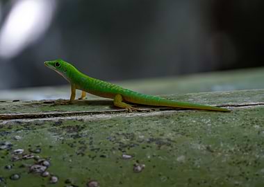 Green Gecko on a Branch