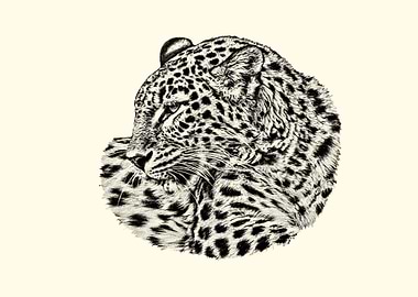 Leopard Portrait Sketch