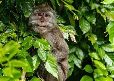 Monkey Peeking Through Green Leaves