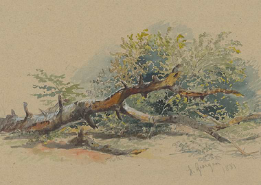 Fallen Tree in Forest