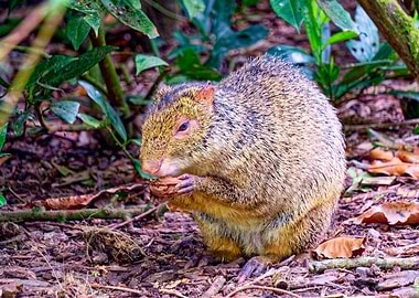 Agouti eating a nut in the forest