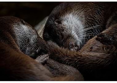 Two Otters Sleeping Together