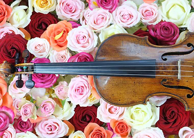 Violin amidst a bed of roses
