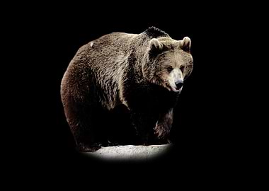 Brown Bear on Black Background