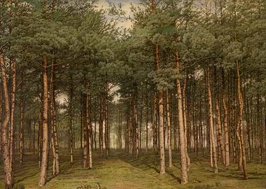 Pine Forest Landscape Painting