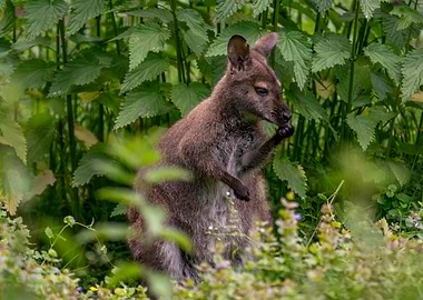 Wallaby Eating in Greenery