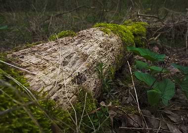 Mossy fallen log in forest
