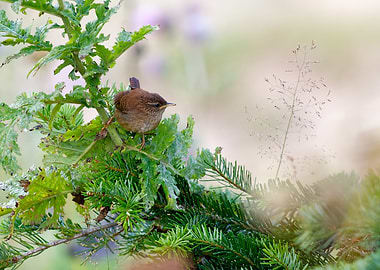 Eurasian Wren perched on a branch