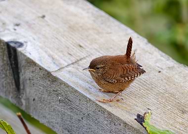 An Eurasian Wren standing on a wooden beam
