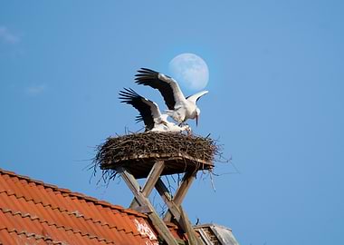 Storks in a Nest with Moon