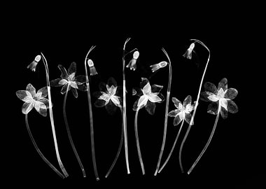 X-ray image of hepatica and snowdrop flowers