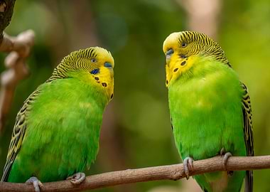 Two Budgies on a Branch