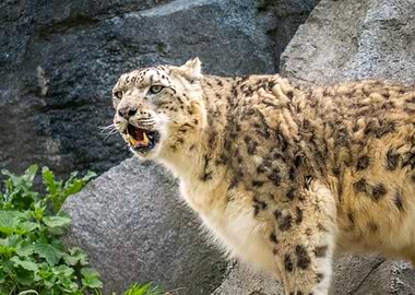 Snow Leopard with Mouth Open