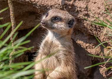 meerkat with a playful look - Erdmännchen mit verspieltem Blick