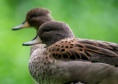 Two Ducks in Profile