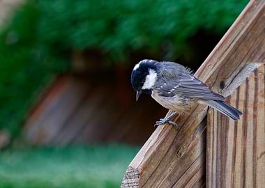 Coal Tit Perched on Wooden Fence