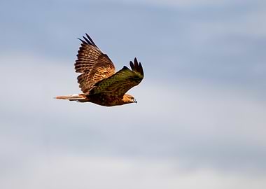 Long Legged Buzzard in flight against sky