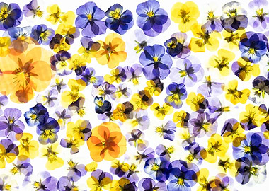 Pressed Pansy Flowers Background