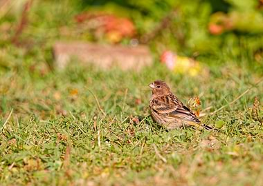 Juvenile Fire-Fronted Serin on green grass