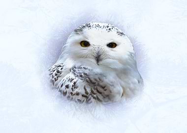 Snowy Owl Portrait