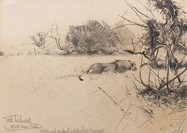 Lion resting in a dry landscape