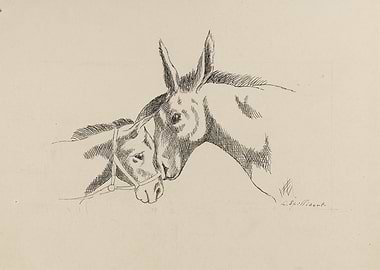 Two Donkeys Nuzzling