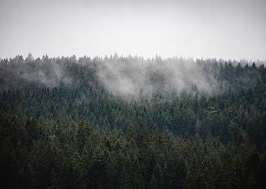 Misty Forest Landscape