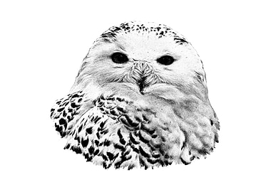 Snowy Owl Portrait