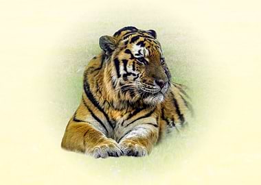 Tiger resting in a grassy field