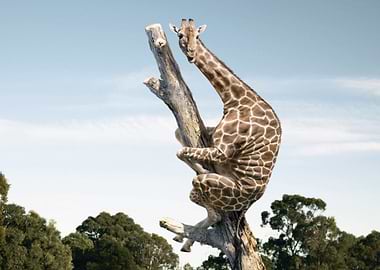 Giraffe perched on a dead tree