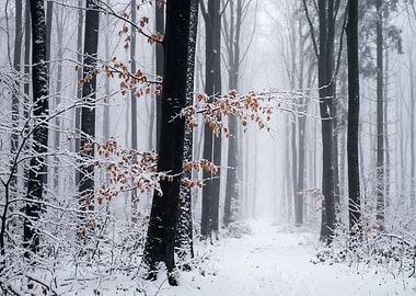 Snowy Forest Path in Winter