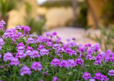 Purple Geranium Flowers in Bloom