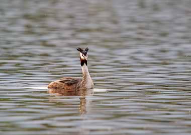 Great Crested Grebe on Water