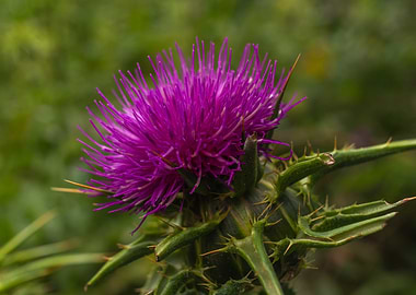 Purple Thistle Flower