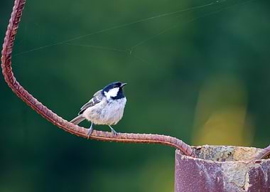 Coal Tit perched on rusty rebar