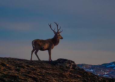 Scottish Stag