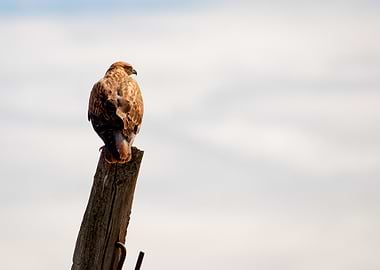 Long-Legged Buzzard perched on a wooden post