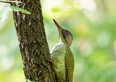 Green Woodpecker on Tree Trunk