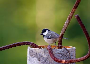Coal Tit Perched on a rusty metal pipe