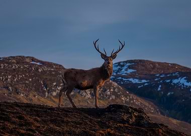 Majestic Stag on a Hilltop
