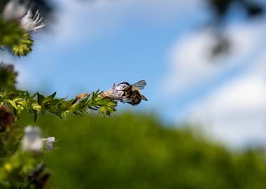Bee on a flower