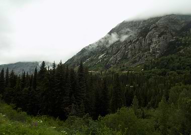Misty Mountain Forest Road