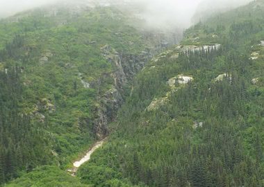 Misty Mountain Gorge with Forest