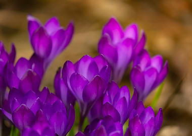 Purple Crocus Flowers in Bloom